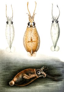 Glass squids illustration from Deutschen Tiefsee-Expedition (German Deep Sea Expedition) (1898–1899) by Carl Chun.. Free illustration for personal and commercial use.