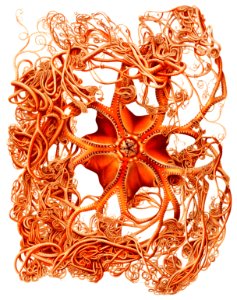 Gorgonocephalus arcticus, a basket star illustration from Résultats des Campagnes Scientifiques by Albert I, Prince of Monaco (1848–1922).. Free illustration for personal and commercial use.