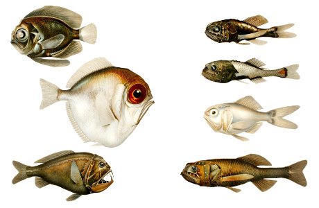 Deep sea fish varieties set illustration from Résultats des Campagnes Scientifiques by Albert I , Prince of Monaco (1848–1922).. Free illustration for personal and commercial use.