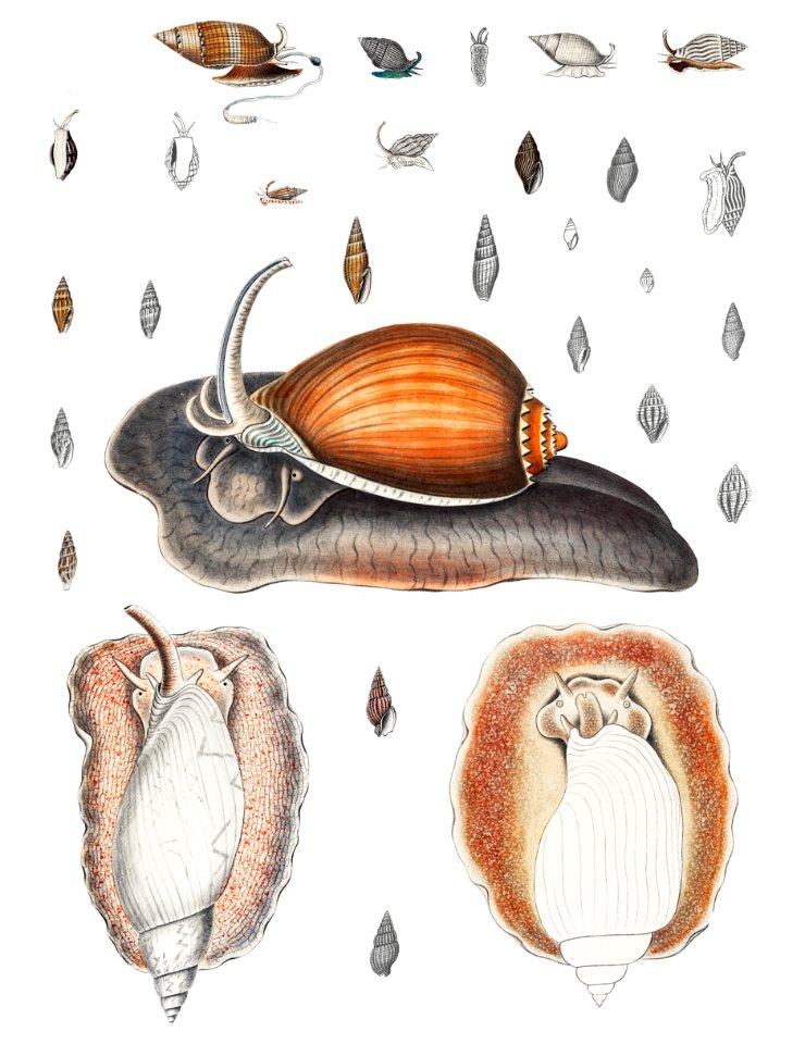 Snail varieties set illustration from Mollusca & Shells by Augustus Addison Gould.