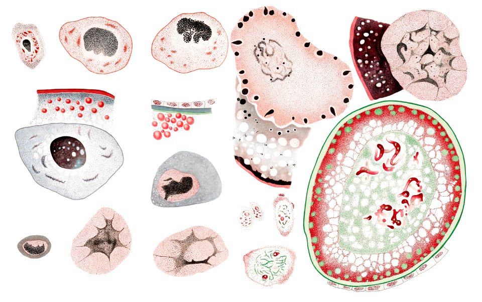 Illustration of marine life's cells from Résultats des Campagnes Scientifiques by Albert I, Prince of Monaco (1848–1922).. Free illustration for personal and commercial use.