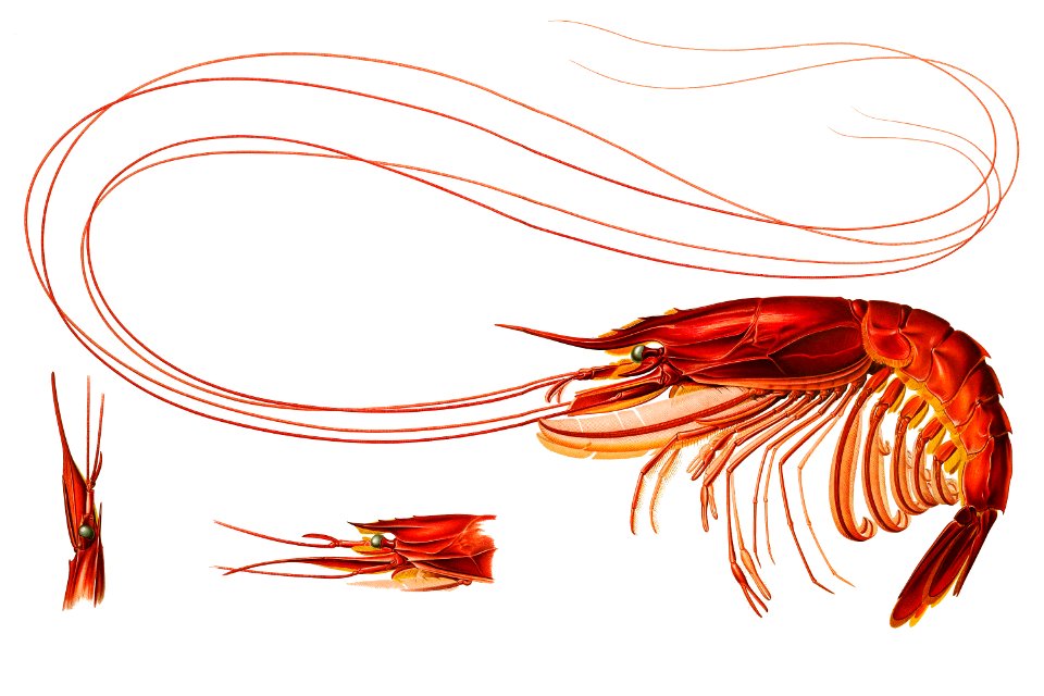 Shrimp illustration from Résultats des Campagnes Scientifiques by Albert I, Prince of Monaco (1848–1922).