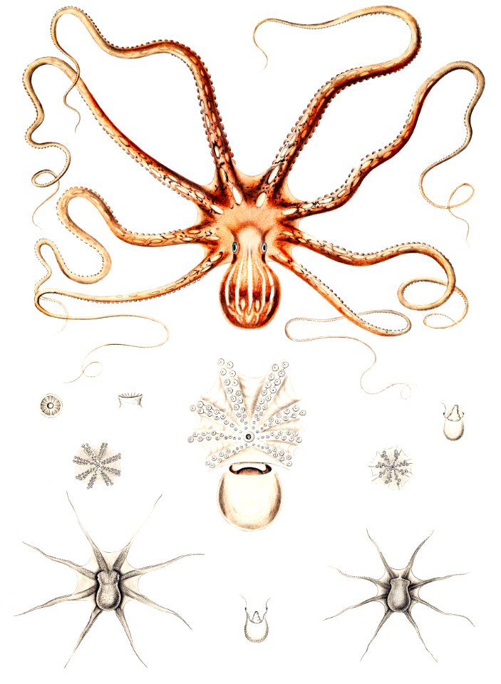 Ornate octopus anatomy illustration from Mollusca & Shells by Augustus Addison Gould.
