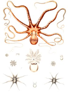 Ornate octopus anatomy illustration from Mollusca & Shells by Augustus Addison Gould.. Free illustration for personal and commercial use.