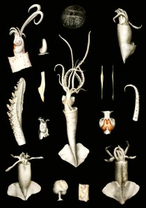 Squid varieties set illustration from Résultats des Campagnes Scientifiques by Albert I, Prince of Monaco (1848–1922).