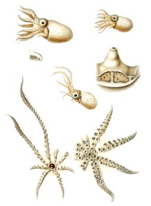 Octopus varieties set illustration from Deutschen Tiefsee-Expedition (German Deep Sea Expedition) (1898–1899) by Carl Chun.. Free illustration for personal and commercial use.