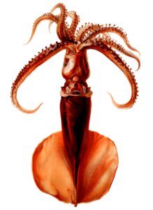 Squid illustration from Résultats des Campagnes Scientifiques by Albert I, Prince of Monaco (1848–1922).. Free illustration for personal and commercial use.