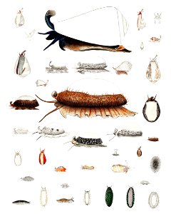Sea snail and sea slug varieties set illustration from Mollusca & Shells by Augustus Addison Gould.