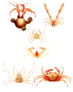 Crab varieties set illustration from Résultats des Campagnes Scientifiques by Albert I, Prince of Monaco (1848–1922).