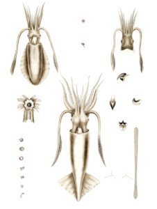 Squid varieties set illustration from Mollusca & Shells by Augustus Addison Gould.. Free illustration for personal and commercial use.