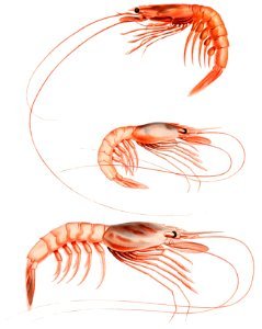 Shrimp varieties set illustration from Résultats des Campagnes Scientifiques by Albert I, Prince of Monaco (1848–1922).. Free illustration for personal and commercial use.