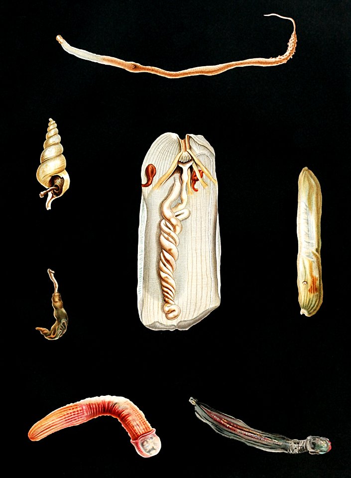 Sea worm varieties set illustration from Résultats des Campagnes Scientifiques by Albert I, Prince of Monaco (1848–1922).