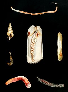 Sea worm varieties set illustration from Résultats des Campagnes Scientifiques by Albert I, Prince of Monaco (1848–1922).. Free illustration for personal and commercial use.