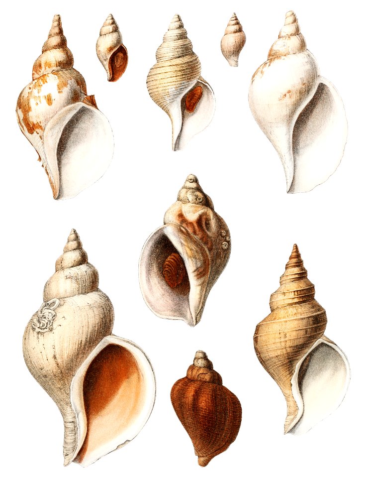 Molluscs of the Northern Seas from Résultats des Campagnes Scientifiques by Albert I, Prince of Monaco (1848–1922).