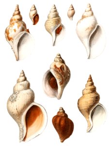 Molluscs of the Northern Seas from Résultats des Campagnes Scientifiques by Albert I, Prince of Monaco (1848–1922).. Free illustration for personal and commercial use.