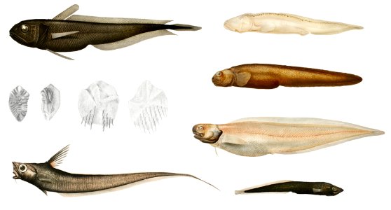 Eel varieties set illustration from Résultats des Campagnes Scientifiques by Albert I, Prince of Monaco (1848–1922).