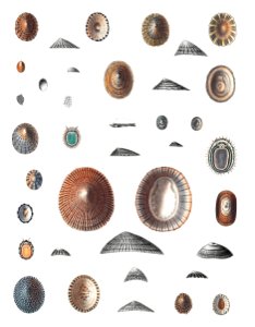 Sea snail varieties set illustration from Mollusca & Shells by Augustus Addison Gould.. Free illustration for personal and commercial use.