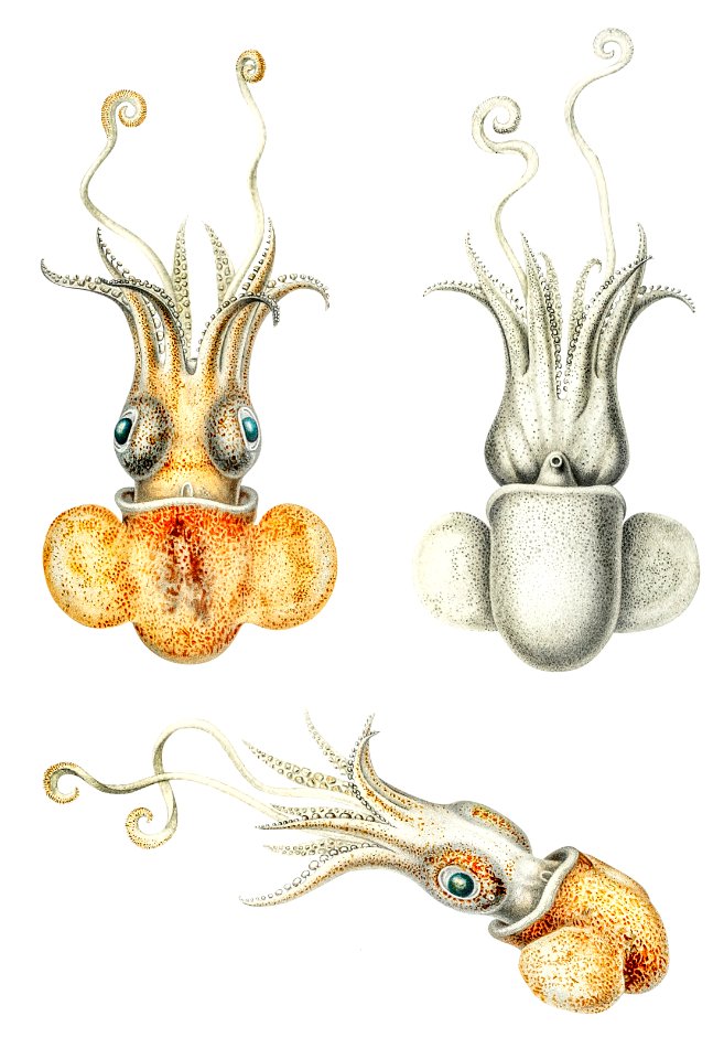 Bobtail squid illustration from Deutschen Tiefsee-Expedition, German Deep Sea Expedition (1898–1899) by Carl Chun.
