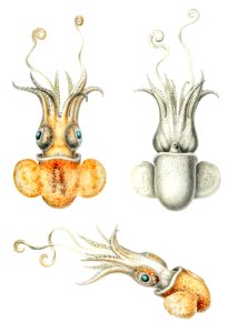 Bobtail squid illustration from Deutschen Tiefsee-Expedition, German Deep Sea Expedition (1898–1899) by Carl Chun.. Free illustration for personal and commercial use.