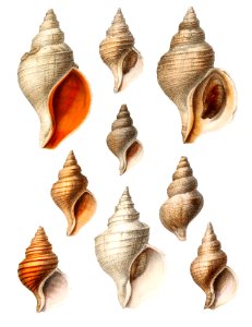 Molluscs of the Northern Seas from Résultats des Campagnes Scientifiques by Albert I, Prince of Monaco (1848–1922).. Free illustration for personal and commercial use.