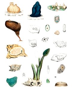 Sea squirt varieties set illustration from Mollusca & Shells by Augustus Addison Gould.. Free illustration for personal and commercial use.
