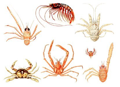 Crabs and shrimps set illustration from Résultats des Campagnes Scientifiques by Albert I, Prince of Monaco (1848–1922).. Free illustration for personal and commercial use.