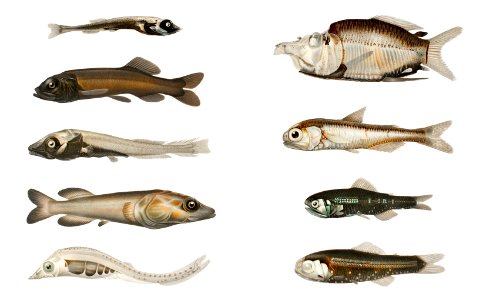 Fish varieties set illustration from Résultats des Campagnes Scientifiques by Albert I, Prince of Monaco (1848–1922).. Free illustration for personal and commercial use.