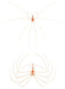 Sea spider illustration from Résultats des Campagnes Scientifiques by Albert I, Prince of Monaco (1848–1922).. Free illustration for personal and commercial use.