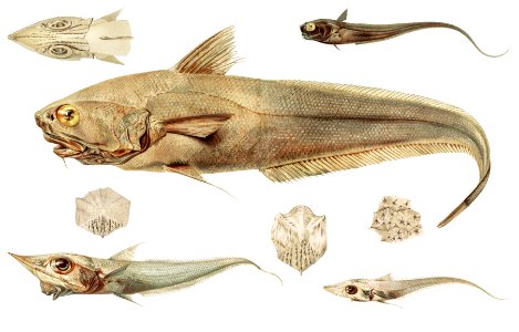 Fish varieties set illustration from Résultats des Campagnes Scientifiques by Albert I, Prince of Monaco (1848–1922).