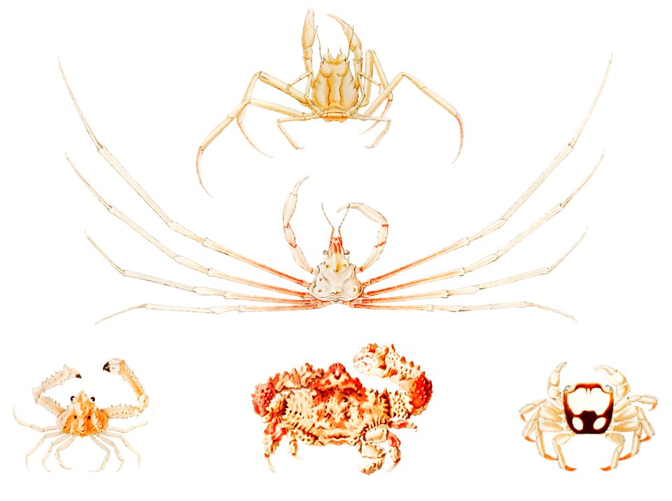 Crab varieties set illustration from Résultats des Campagnes Scientifiques by Albert I, Prince of Monaco (1848–1922).