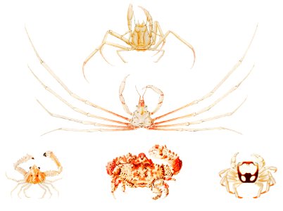 Crab varieties set illustration from Résultats des Campagnes Scientifiques by Albert I, Prince of Monaco (1848–1922).