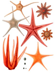 Starfish varieties set illustration from Résultats des Campagnes Scientifiques by Albert I, Prince of Monaco (1848–1922).