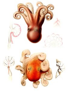 Octopus illustration from Résultats des Campagnes Scientifiques by Albert I, Prince of Monaco (1848–1922).. Free illustration for personal and commercial use.
