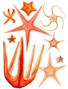 Starfish varieties set illustration from Résultats des Campagnes Scientifiques by Albert I, Prince of Monaco (1848–1922).