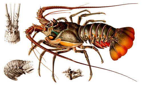 Illustration of an European lobster from Résultats des Campagnes Scientifiques by Albert I, Prince of Monaco (1848–1922).. Free illustration for personal and commercial use.