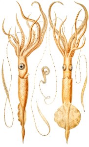 Various genera of squids illustration from Deutschen Tiefsee-Expedition, German Deep Sea Expedition (1898–1899) by Carl Chun.. Free illustration for personal and commercial use.