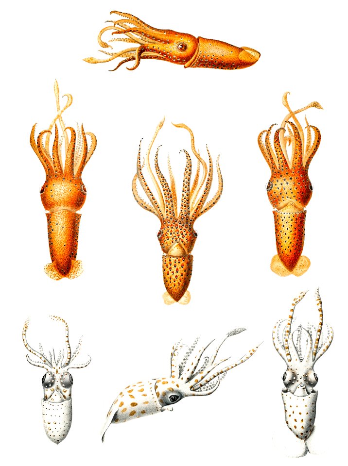 Squid varieties set illustration from Deutschen Tiefsee-Expedition, German Deep Sea Expedition (1898–1899) by Carl Chun.