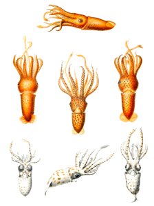 Squid varieties set illustration from Deutschen Tiefsee-Expedition, German Deep Sea Expedition (1898–1899) by Carl Chun.. Free illustration for personal and commercial use.