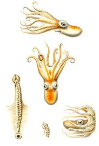 Marine life Bathypolypus octopus illustration from Deutschen Tiefsee-Expedition, German Deep Sea Expedition (1898–1899) by Carl Chun.. Free illustration for personal and commercial use.