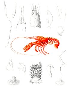 Shrimps' external and internal organs illustration from Résultats des Campagnes Scientifiques by Albert I, Prince of Monaco (1848–1922).