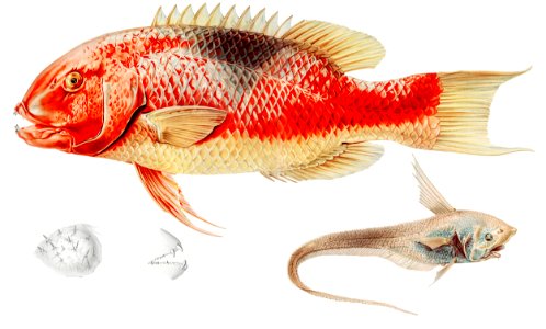Hogfish and a ray finned fish illustration from Résultats des Campagnes Scientifiques by Albert I, Prince of Monaco (1848–1922).. Free illustration for personal and commercial use.
