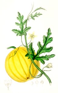Bitter apple (Cucumis colocynthis) illustration from Medical Botany (1836) by John Stephenson and James Morss Churchill.. Free illustration for personal and commercial use.