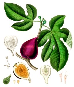 Fig (Ficus carica) illustration from Medical Botany (1836) by John Stephenson and James Morss Churchill.. Free illustration for personal and commercial use.