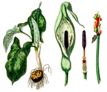 Arum maculatum illustration from Medical Botany (1836) by John Stephenson and James Morss Churchill.. Free illustration for personal and commercial use.
