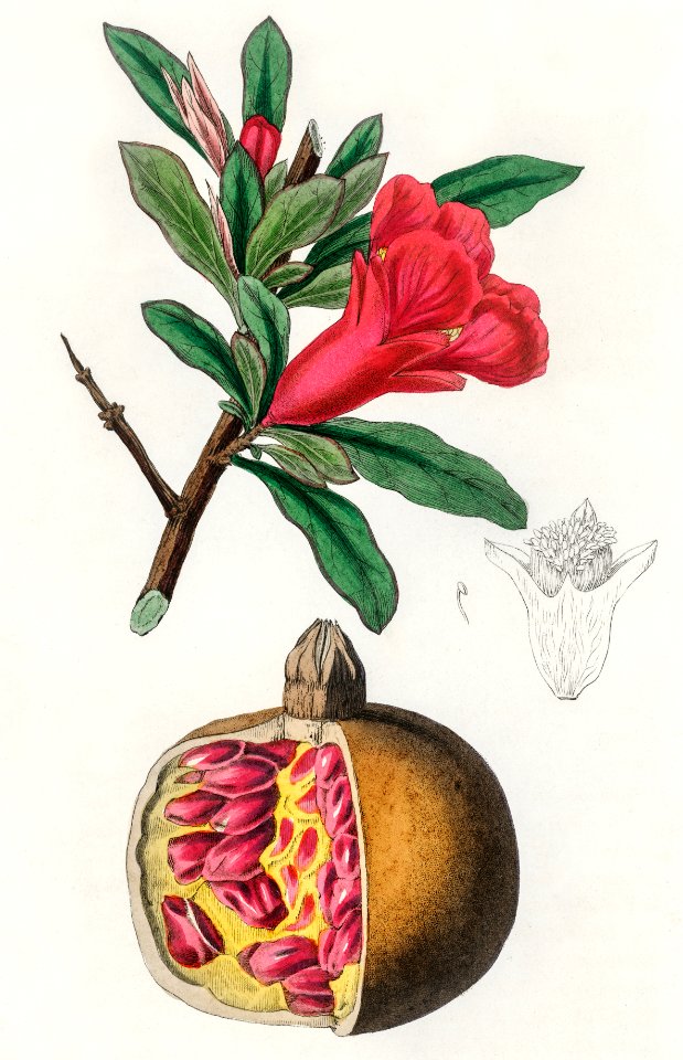 The pomegranate (Punica granatum) illustration from Medical Botany (1836) by John Stephenson and James Morss Churchill.