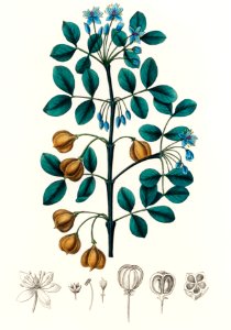 Guaiacwood (Guaiacum officinale( illustration from Medical Botany (1836) by John Stephenson and James Morss Churchill.