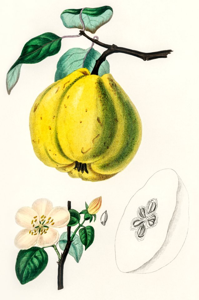 Quince (Pyrus cydonia) illustration from Medical Botany (1836) by John Stephenson and James Morss Churchill.