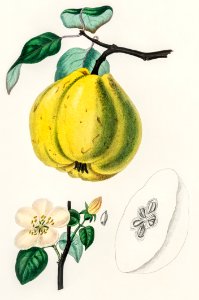 Quince (Pyrus cydonia) illustration from Medical Botany (1836) by John Stephenson and James Morss Churchill.