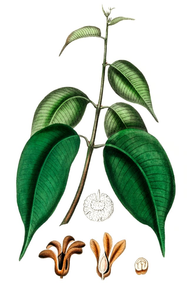 Borneo camphor (Dryobalanops camphoral) illustration from Medical Botany (1836) by John Stephenson and James Morss Churchill.
