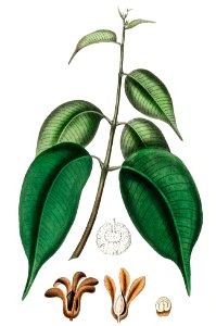 Borneo camphor (Dryobalanops camphoral) illustration from Medical Botany (1836) by John Stephenson and James Morss Churchill.